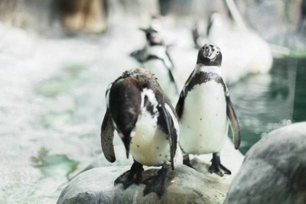 istock A penguins in a zoo staring at the camera 1133976832