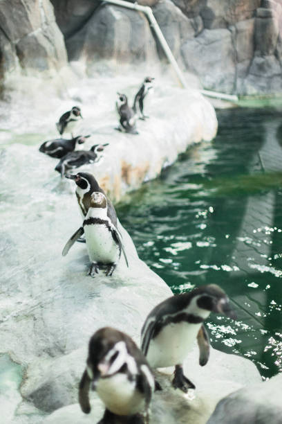 動物園のペンギンがカメラを見つめている - nobody beak animal head penguin ストックフォトと画像