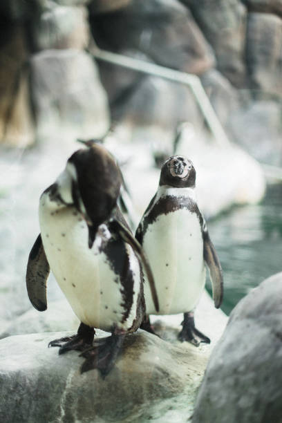 istock A penguins in a zoo staring at the camera 1133977417