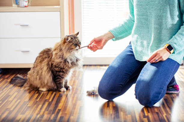 Adult Female Pet Owner Feeding Her Siberian Cat Adult Female Pet Owner Feeding Her Siberian Cat. siberian cat photos stock pictures, royalty-free photos & images