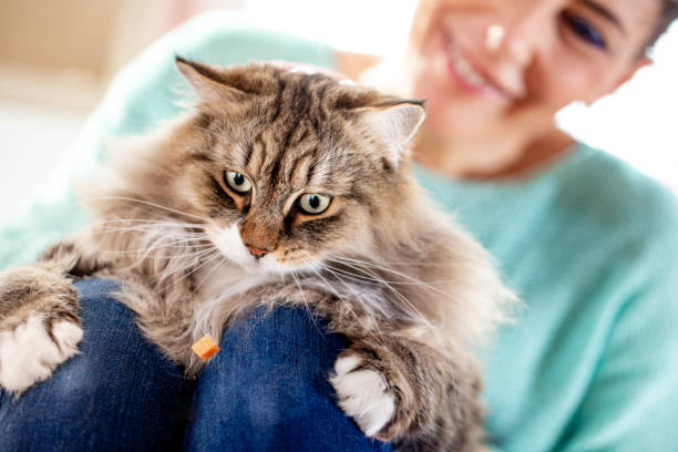 istock Siberian Cat Catching Piece of Falling Food 1133977557