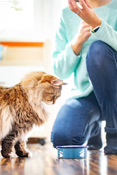 istock Siberian Cat Looking at His Plate 1133977559