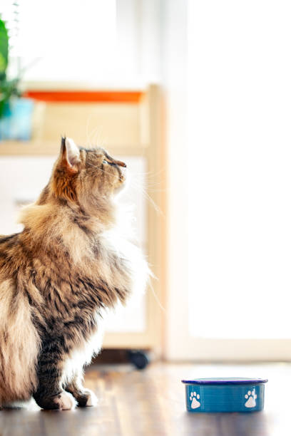 Siberian Cat Waiting at His Plate for Food.