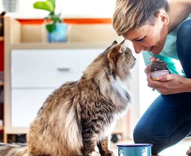 Smiling Adult Woman Feeding Her Siberian Cat With Can Food.