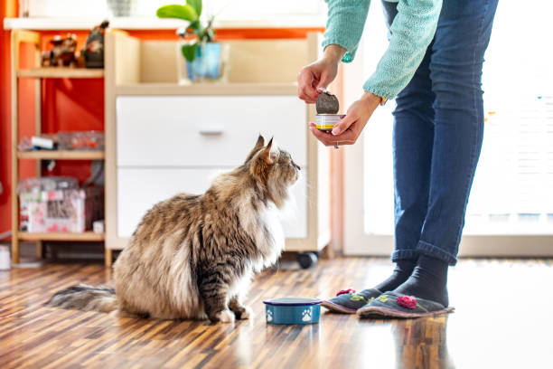 Adult Woman Feeding Her Siberian Cat With Can Food stock photo