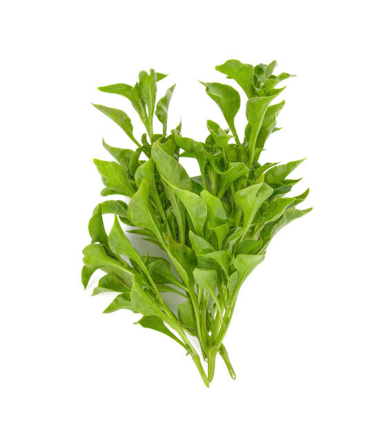 istock Fresh Watercress isolated on white background 1133978383