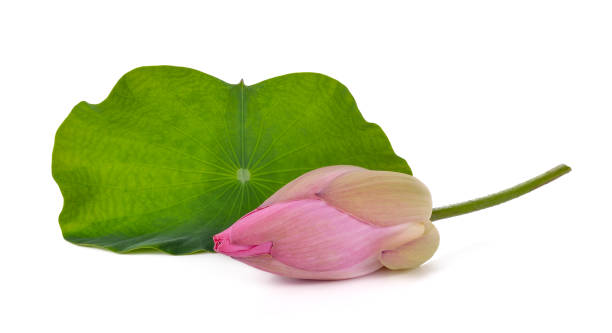 istock Lotus and the lotus leaf on white background 1133978626