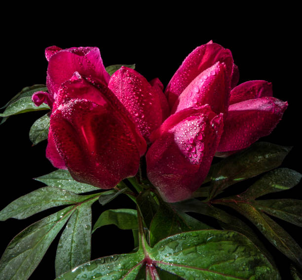 istock Tulips bouquet after the rain 1133978811