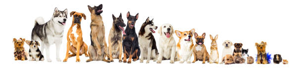 istock group of pets looking at white background 1133979041