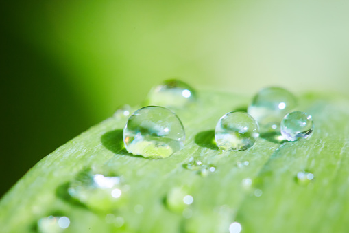 Extreme close-up shot of shining drops of water on a fresh green leaf