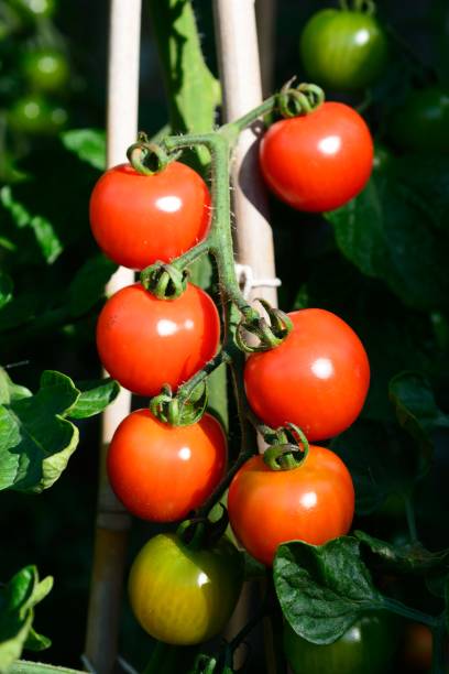istock Alicante tomatoes on the vine. 1133982025