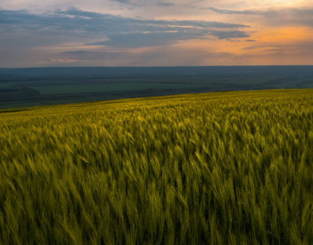 istock Spring fields of green oats, wheat.  Crops. 1133983686