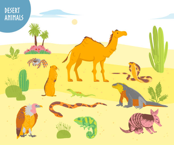 19,618 Desert Animals Illustrations & Clip Art - iStock | Sonoran desert  animals, Usa desert animals, Southwest desert animals