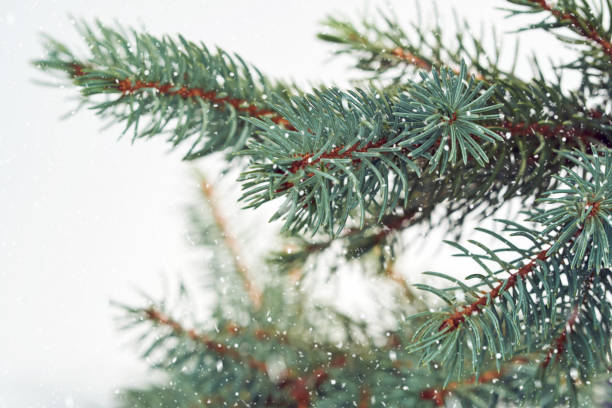 istock Christmas frame from a branch of a Christmas tree with falling snow on a white background in winter. Background for your text and design 1133983805