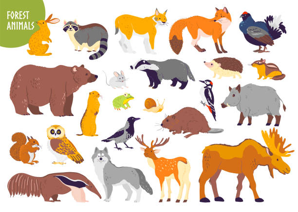 Vector Collection Of Forest Animals And Birds Bear Fox Hare Owl Isolated On  White Background Stock Illustration - Download Image Now - iStock