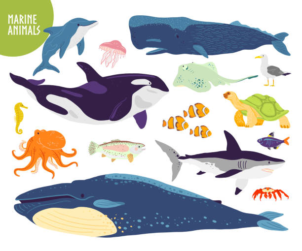 ilustraciones, imágenes clip art, dibujos animados e iconos de stock de vector conjunto de animales marinos lindos dibujados a mano plana: ballena, delfín, pescado, tiburón, medusas. fauna submarina. - cachalote