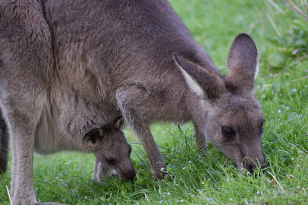 kangourou et joey alimentant - joey kangaroo young animal feeding photos et images de collection