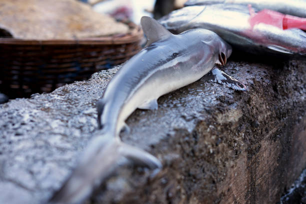 Small Sharks sale at Seafood market