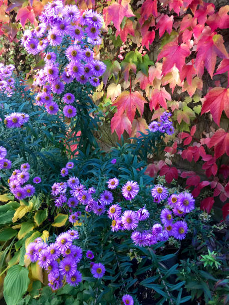 An English cottage garden Amersham, UK - 2018: A cottage garden in autumn. The pictures are taken in October. Bright purple flowers of Michaelmas Daisy and turning red leaves of Virginia Creeper create a blaze of autumn colours amersham stock pictures, royalty-free photos & images