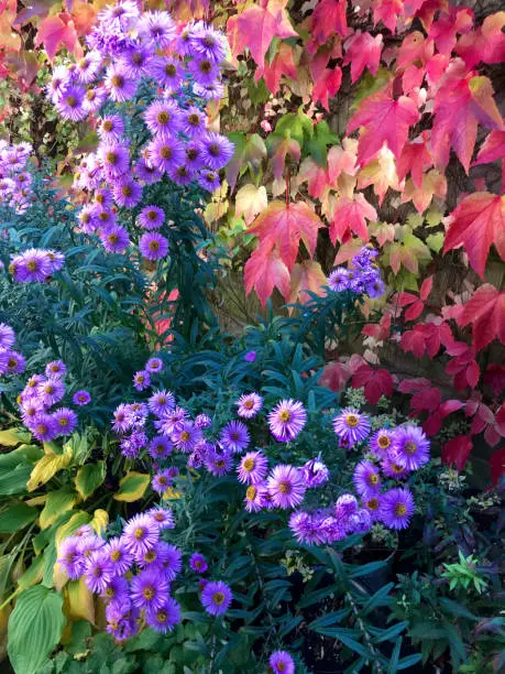 Amersham, UK - 2018: A cottage garden in autumn. The pictures are taken in October. Bright purple flowers of Michaelmas Daisy and turning red leaves of Virginia Creeper create a blaze of autumn colours