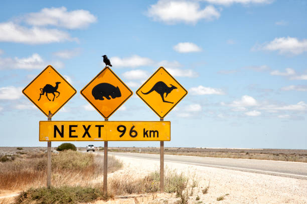 istock Australian Road Sign 1133987709