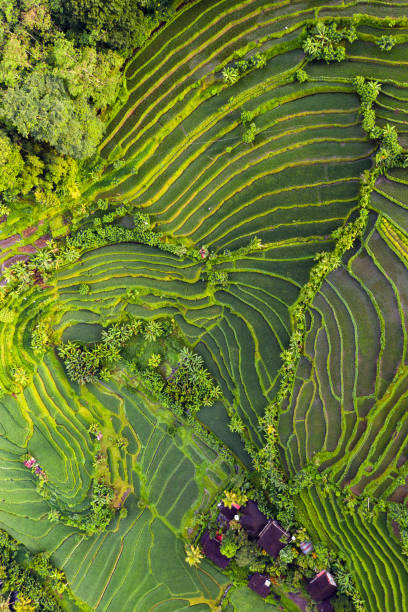 Rice Terraces on Bali Rice fields on Bali, view from above. Aerial drone shot terraced field stock pictures, royalty-free photos & images