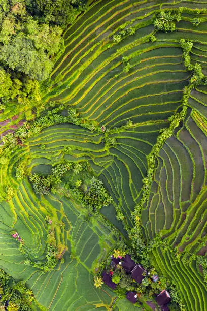 Rice fields on Bali, view from above. Aerial drone shot