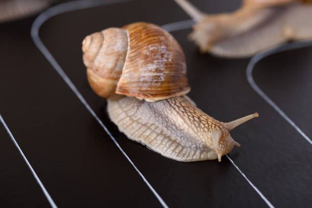 istock Snail on a race track competition 1133992437