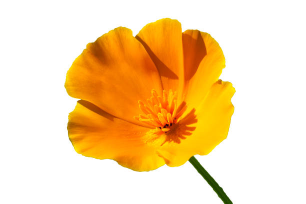 California poppy (Eschscholzia californica)