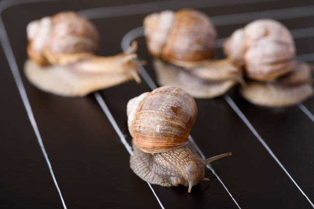 istock Snail race on track lines 1133992588