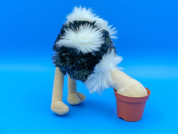 Ostrich burying head in the sand A fluffy toy ostrich standing with its head buried, against a blue background head in the sand stock pictures, royalty-free photos & images