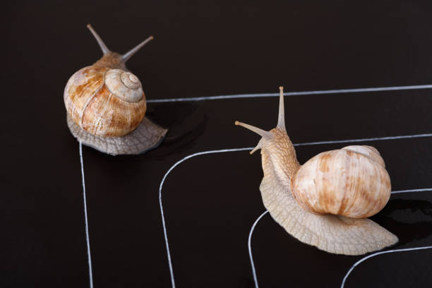 istock Racing snails go off track rules disobey 1133992797