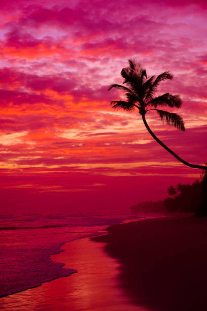 istock Palm tree silhouette on tropical beach sky after sunset 1133992838
