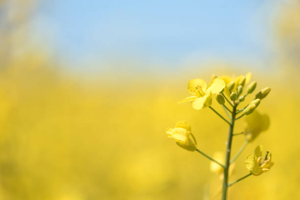 季節の春の菜の花。黄色のフィールド - clear sky flower part flower macro ストックフォトと画像