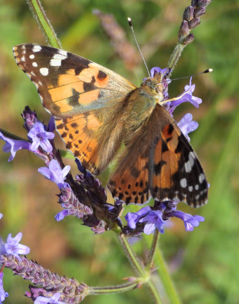 istock Canary Speckled Wood Butterfly (Pararge xiphioides) 1133994326