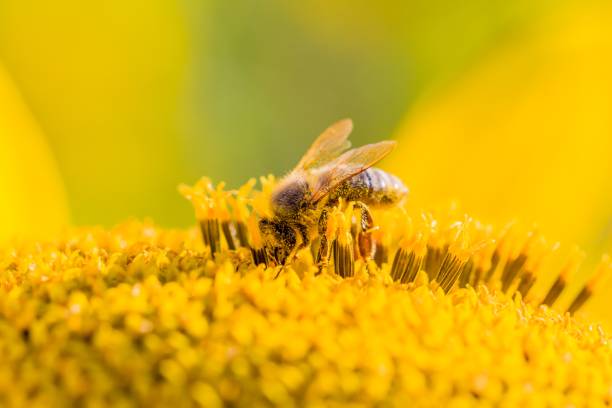 istock Honey bee covered with yellow pollen collecting sunflower nectar 1133995024