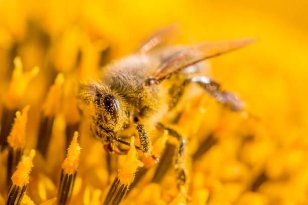 bee on pollen covered