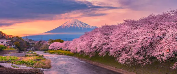 Mountain fuji in cherry blossom season during sunset.