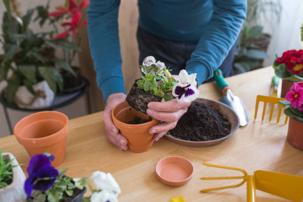 istock Senior man Planting flowers 1133996939