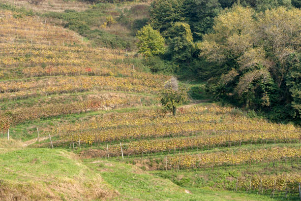 istock Vineyards in the Park of Curone at fall 1133997238