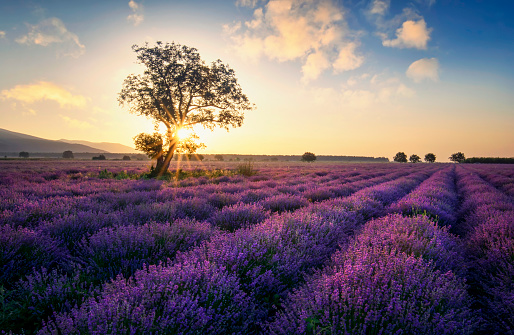The Lavender route in Provence, France. With setting sun giving sunburst from behind a tree.