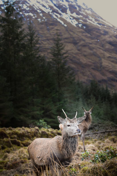 istock Scotland Deer in Vertical Landscape. 1133997401