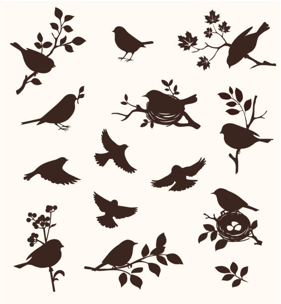 декоративный набор весенних силуэтов птиц и веток, летающих птиц и на гнезде. - maple tree tree silhouette vector stock illustrations