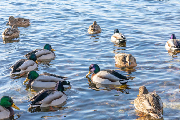 istock Wild ducks and drakes floating on the pond. 1133998448