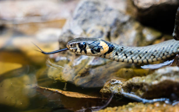 snake at the garden pond - water snake imagens e fotografias de stock