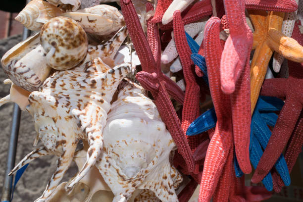 starfishes close up