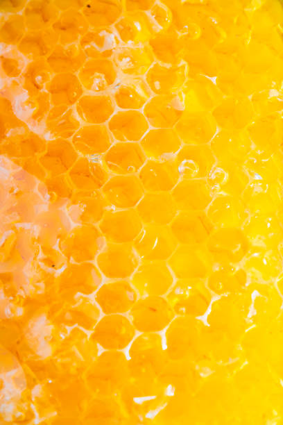 istock honey in honeycomb close-up background 1134003018