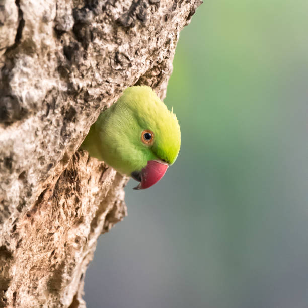 istock A Rose ringed Parakeet peeks out of its nest. 1134004087