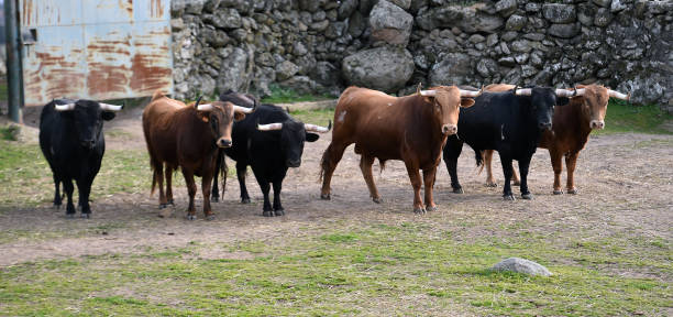 istock bulls in the spanish field 1134005322