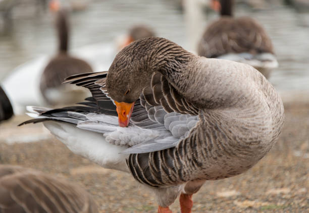 One gray goose isolated on a white background.